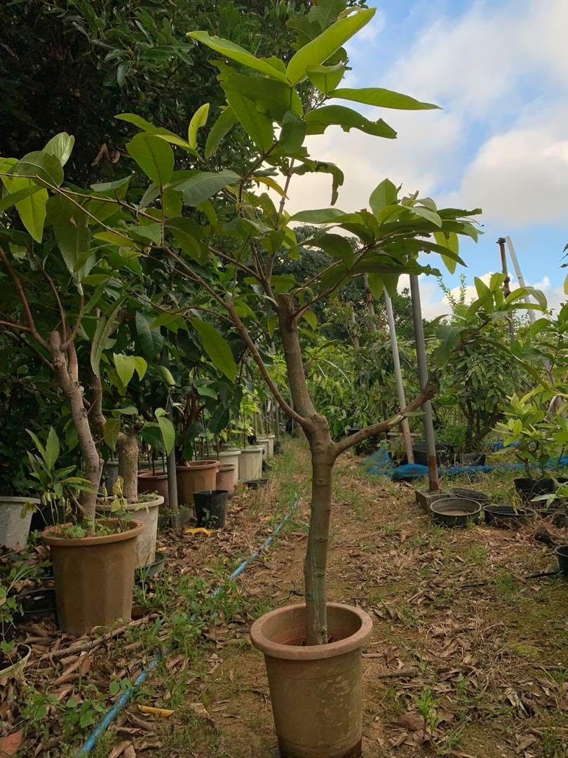 超希少 特大 レンブ取木苗木 台湾白玉蓮霧 【公式通販】